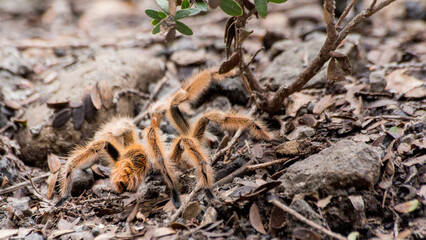 araña pollito en nieve