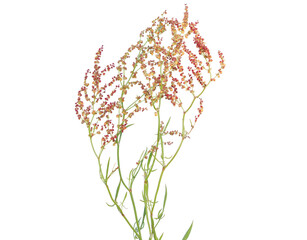 Red sorrel plant with flower isolated on white, Rumex acetosella
