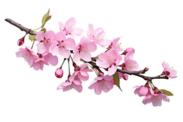 Sakura Flowers Wild Himalayan Cherry Branch, Isolated on transparent Background Generative AI