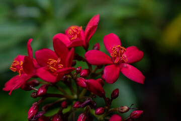 Red flower closeup, flower garden