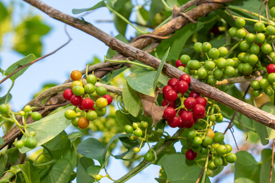 Heart leaved moonseed fruit, Tinospora Cordifolia Fruit and leaf in the garden