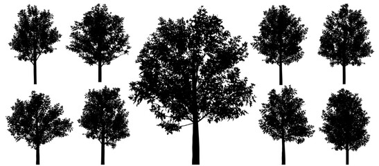 Silhouettes of beautiful ash trees, set. Vector illustration.