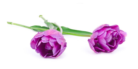 Two purple tulips on a white background.