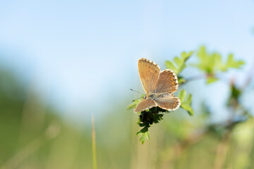 Aricia agestis, the  brown argus, is a butterfly in the family Lycaenidae, roosting on a flower in the early morning light