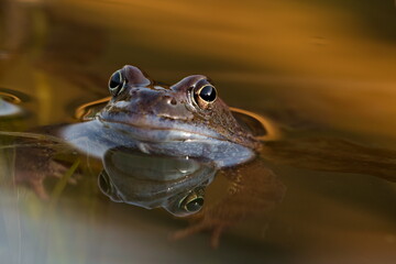 Rana temporaria aka european common frog on the surface of the pond during mating season. Czech republic nature.