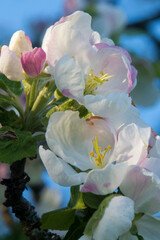 Pink and white apple blossom flowers on tree in springtime
