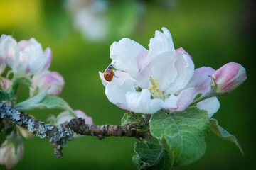 Ladybug on a blooming apple tree, close-up. Spring season.