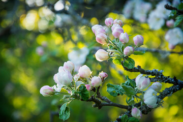 Pink and white apple blossom flowers on tree in springtime