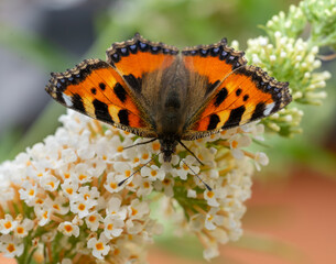 small tortoiseshell aglais urticae butterfly on Buddleja flower