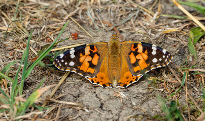 Fototapeta na wymiar Vanessa cardui butterfly on the ground