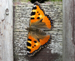 Fototapeta na wymiar small tortoiseshell butterfly on a wooden wall