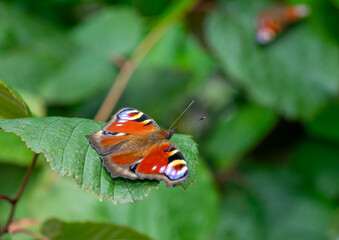 peacock butterfly on green leaf