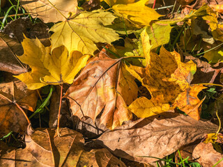 brown leaves on the ground in fall