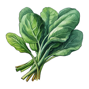 Watercolor Spinach. Vegetable Clipart Illustration. Generative AI