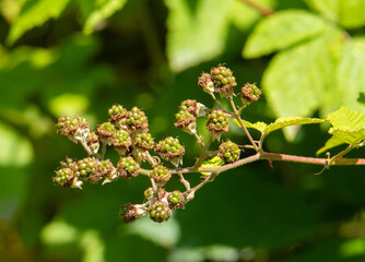 A close-up of a twig with green unripe raspberry fruits