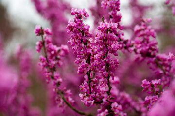 close-up red flowers of the Chinese redbud Cercis chinensis selective focus, floral purple background