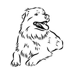 Vector isolated one single Australian Shepherd dog head black and white bw two colors silhouette. Template for laser engraving or stencil