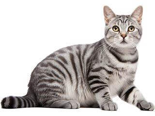 Majestic American Shorthair Cat Posing - Transparent Background