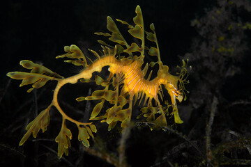 Leafy sea dragon