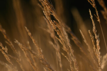 Hintergrund-Bild 