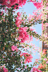 Beautiful lush bushes of pink color  bougainvillea. A Mediterranean plant grows near the house against the background of a blue sky.