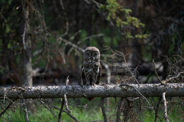Great Grey Owl perched and on the look out for rodents on the ground