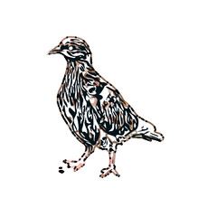 sketch of a dove with transparent background