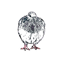 sketch of a dove with transparent background