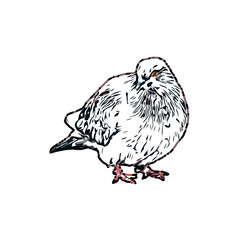 sketch of a dove with transparent background
