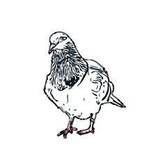 sketch of a dove with transparent background