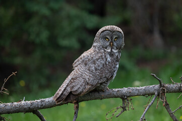Great Grey Owl perched and on the look out for rodents on the ground