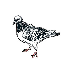 sketch of a dove with transparent background