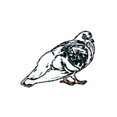 sketch of a dove with transparent background