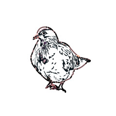 sketch of a dove with transparent background