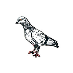 sketch of a dove with transparent background