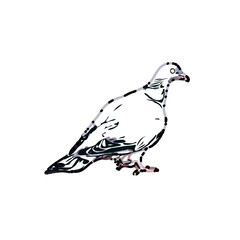 sketch of a dove with transparent background