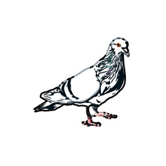 sketch of a dove with transparent background