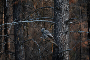 Great Grey Owlets located in the boreal forest of British Columbia.