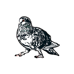 sketch of a dove with transparent background