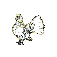 sketch of a dove with transparent background