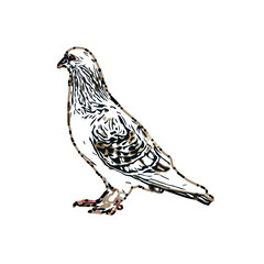 sketch of a dove with transparent background