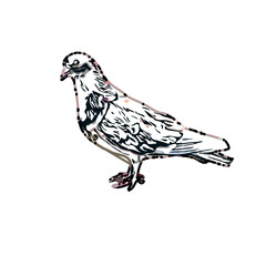 sketch of a dove with transparent background