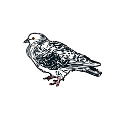 sketch of a dove with transparent background