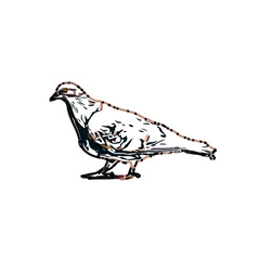 sketch of a dove with transparent background