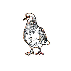 sketch of a dove with transparent background