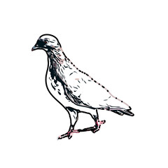 sketch of a dove with transparent background