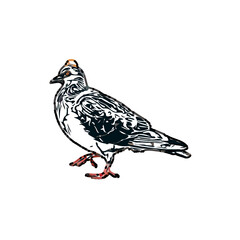 sketch of a dove with transparent background