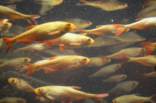 Fischschwarm