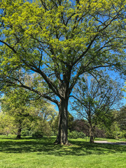 green tree in the park