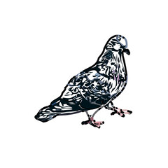 sketch of a dove with transparent background